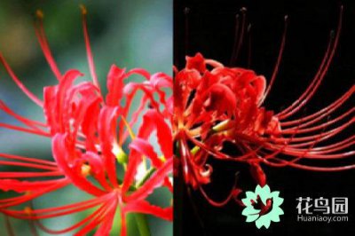曼珠沙华花语是什么 曼珠沙华的象征意义