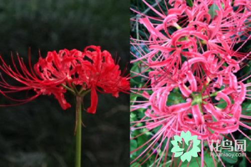曼珠沙华花语是什么