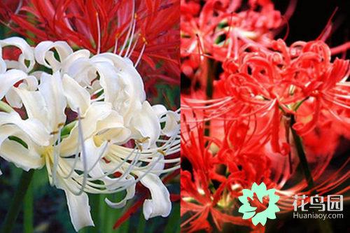 曼珠沙华花语是什么