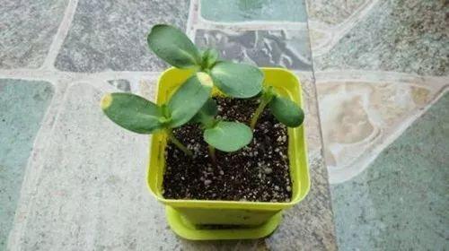 向日葵怎么种植方法