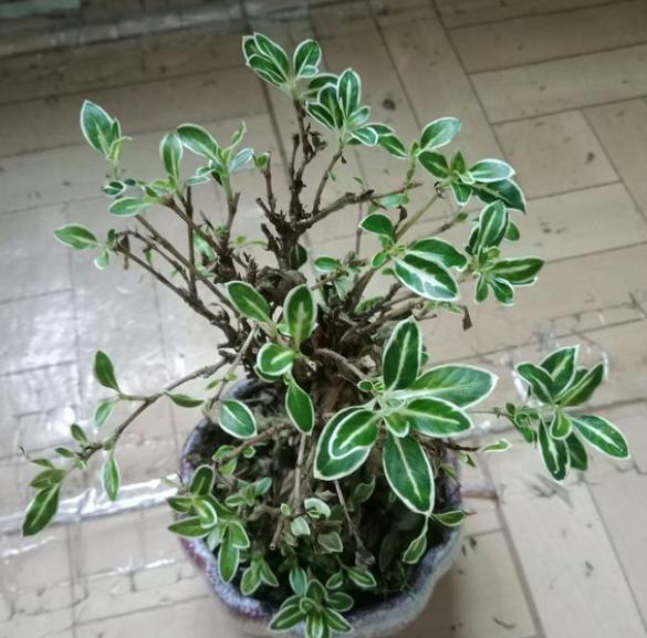 六月雪盆景冬天怎么养护