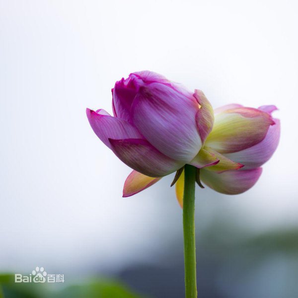 代表爱情的花都有哪些