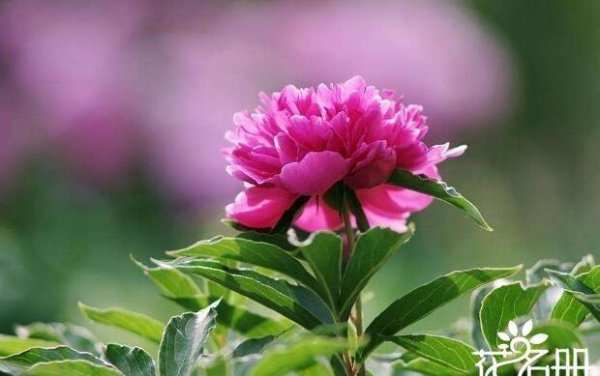 代表爱情的花都有哪些