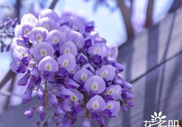 代表爱情的花都有哪些