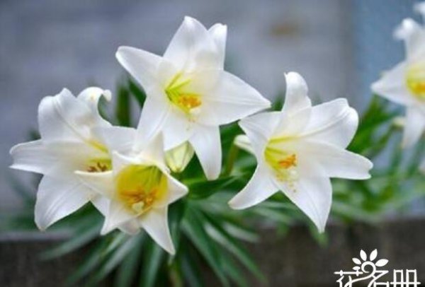 代表爱情的花都有哪些