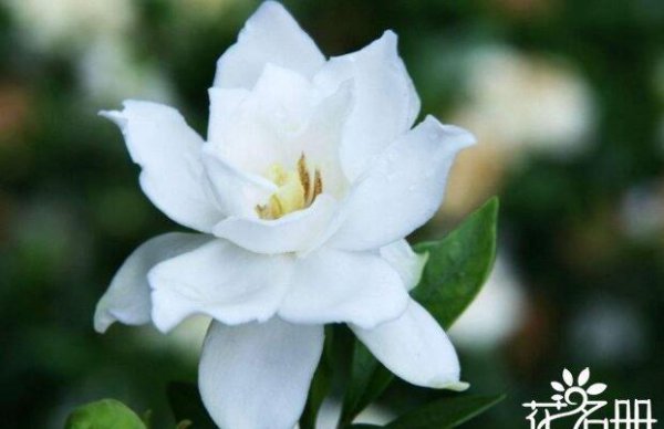 代表爱情的花都有哪些