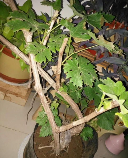 盆栽葡萄树怎么养