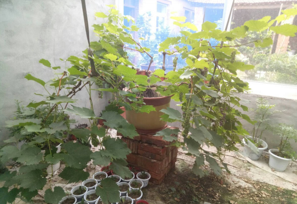 盆栽葡萄树怎么养