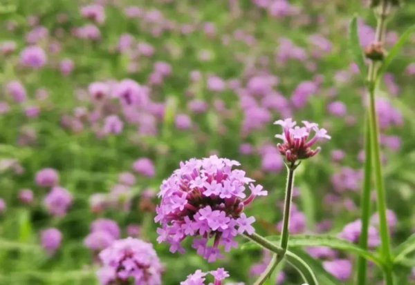 柳叶马鞭草的花语是什么