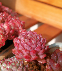 怎么养多肉植物 家养多肉注意事项