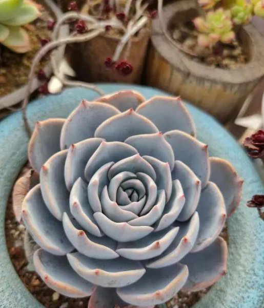 怎么养多肉植物