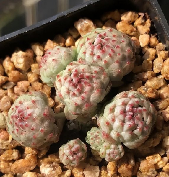 怎么养多肉植物