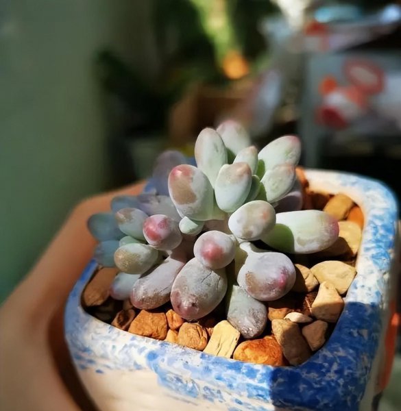 怎么养多肉植物