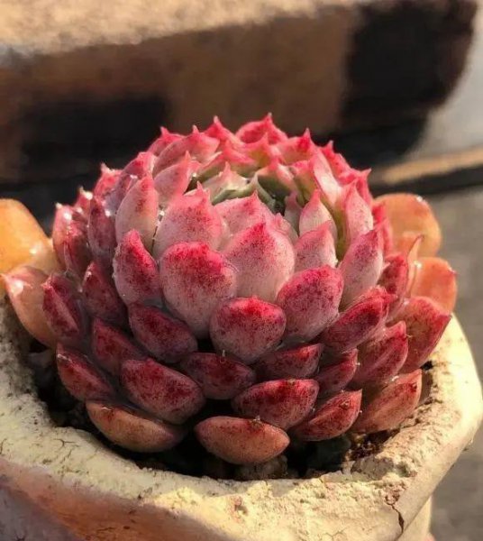 怎么养多肉植物
