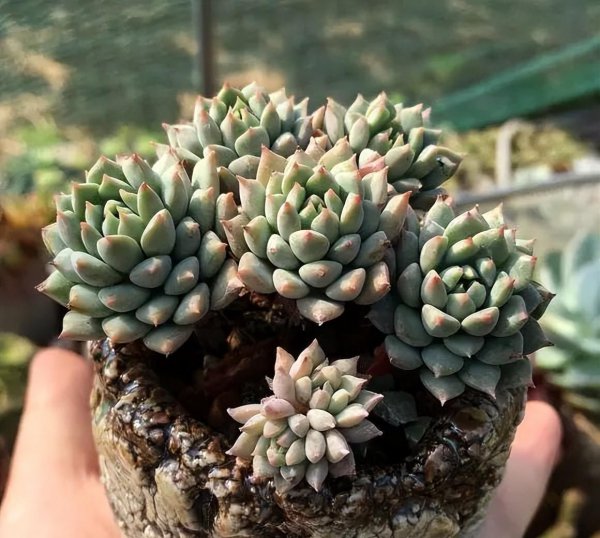 怎么养多肉植物