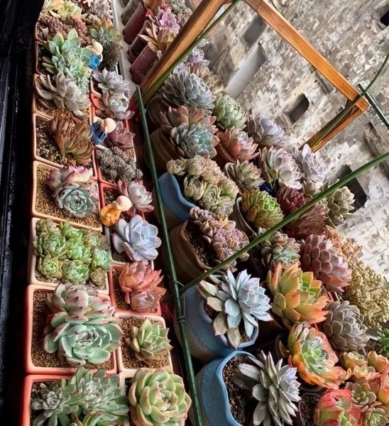 怎么养多肉植物