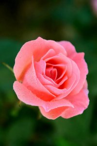 月季花语是什么意思 月季花寓意和象征意义