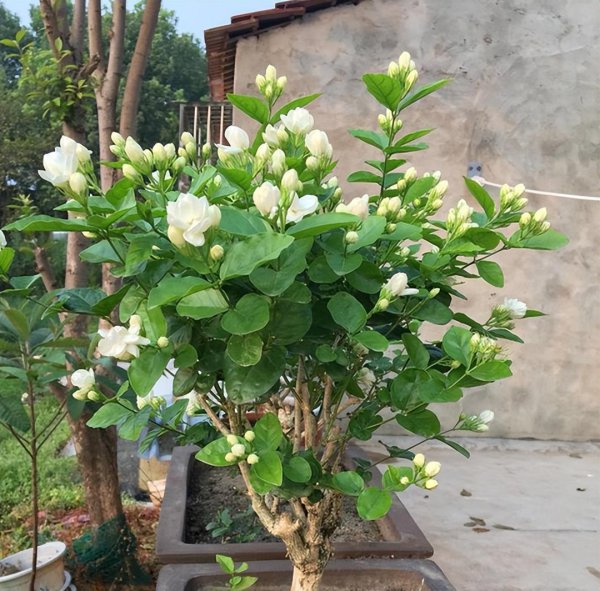 茉莉花应该怎么养