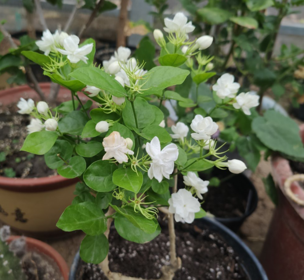 茉莉花应该怎么养