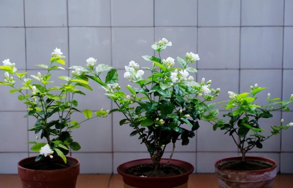 茉莉花应该怎么养