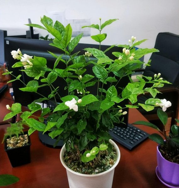 茉莉花应该怎么养