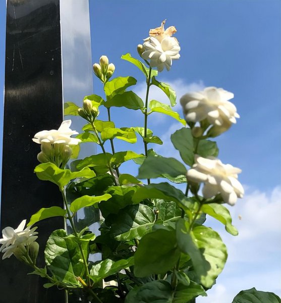 茉莉花应该怎么养