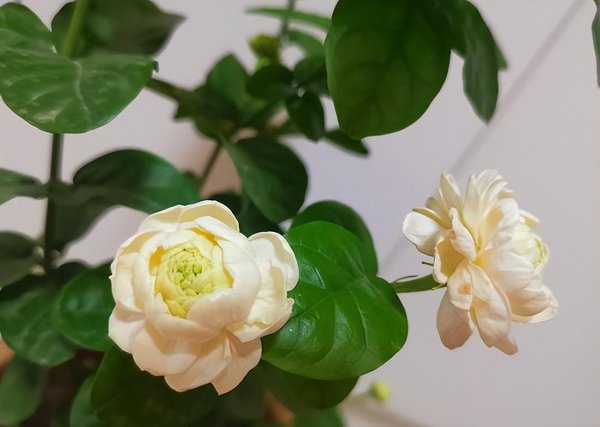 茉莉花应该怎么养