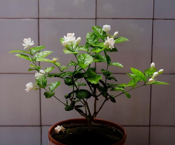 茉莉花应该怎么养