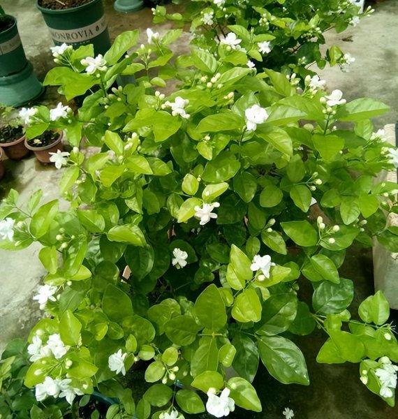茉莉花应该怎么养
