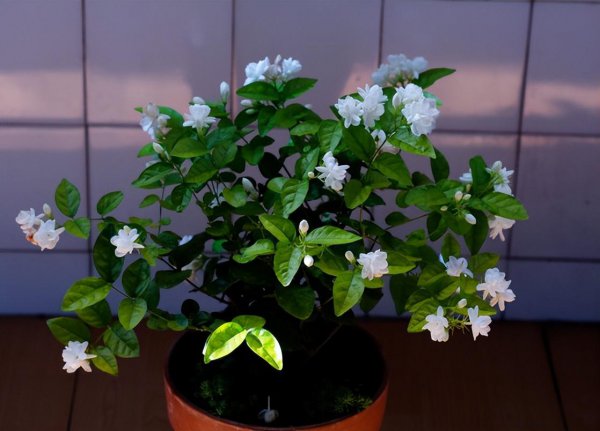 茉莉花应该怎么养