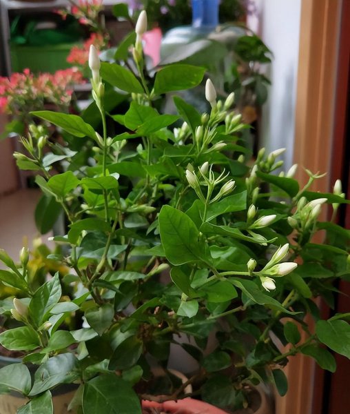 茉莉花应该怎么养