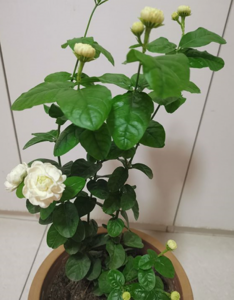 茉莉花应该怎么养