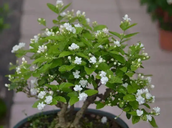 茉莉花应该怎么养