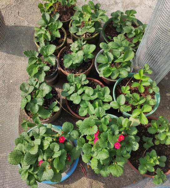 草莓怎么种植