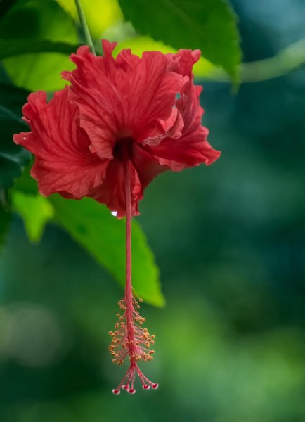 扶桑花语是什么意思