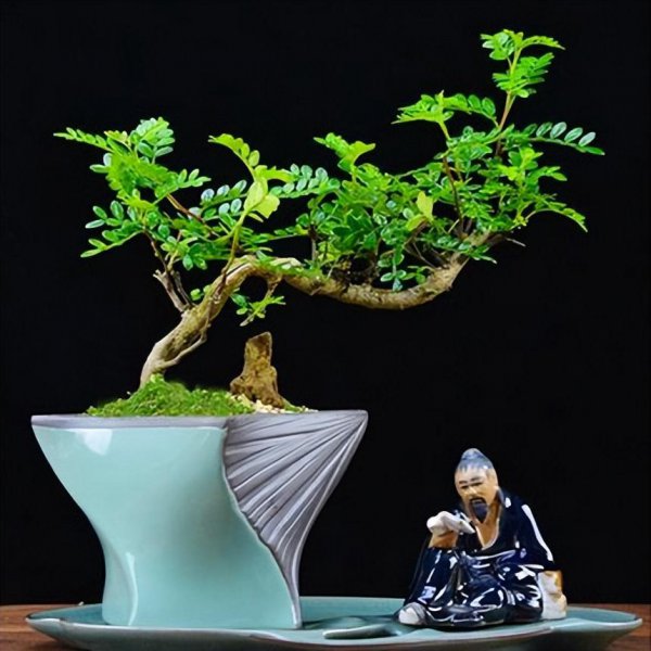 室内养什么盆景最好