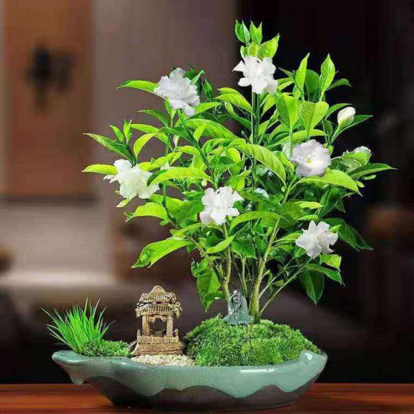 丁香花花语是什么