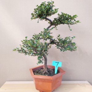 珍珠梅好养吗 珍珠梅盆景养护要点