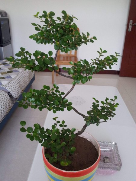 珍珠梅好养吗