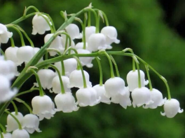 铃兰花花语是什么