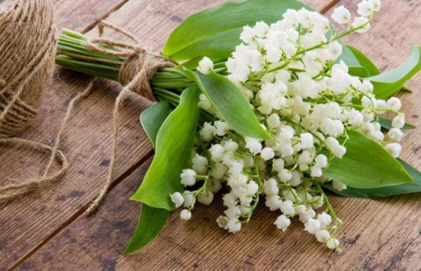 铃兰花花语是什么