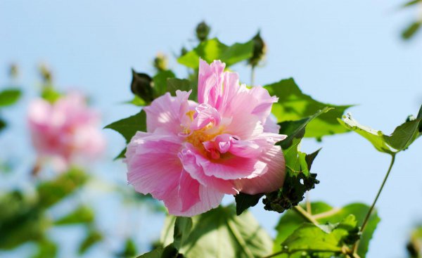 什么花开在秋天