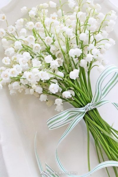 君影草的花语和寓意