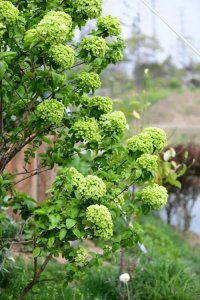 绣球花语是什么 浅谈绣球花的寓意