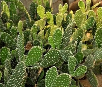 仙人掌的特点有什么 家养仙人掌的特点和注意事项