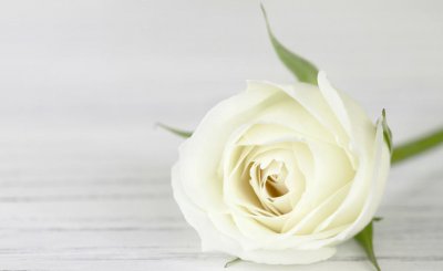 白玫瑰代表什么意思 白玫瑰花的花语和寓意