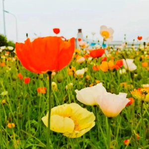 虞美人的花语是什么 虞美人的寓意和象征