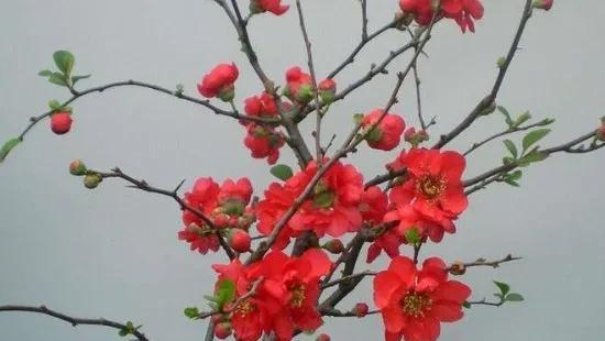 长寿冠海棠怎么养