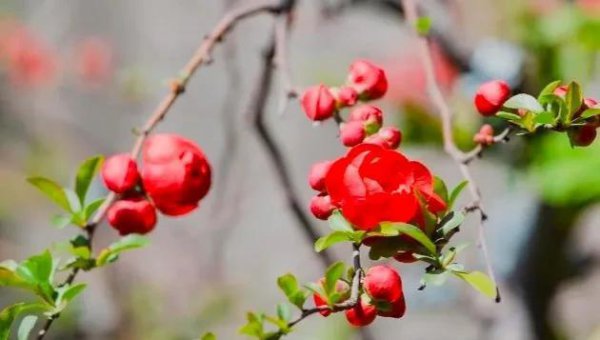长寿冠海棠怎么养