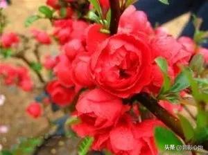 长寿冠海棠怎么养